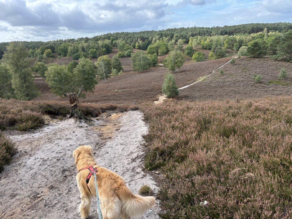 Hund in der Fischbeker Heide