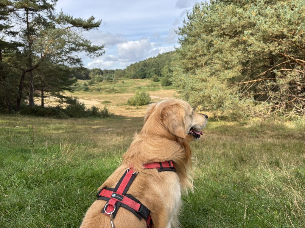 Fischbeker Heide