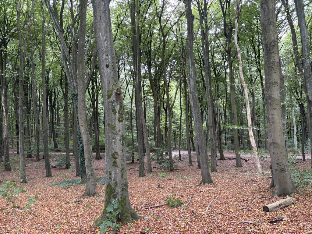 Wald des Volksparks