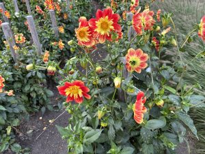 Dahliengarten