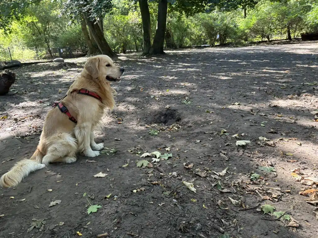Umzäunte Hundewiese Jacobipark