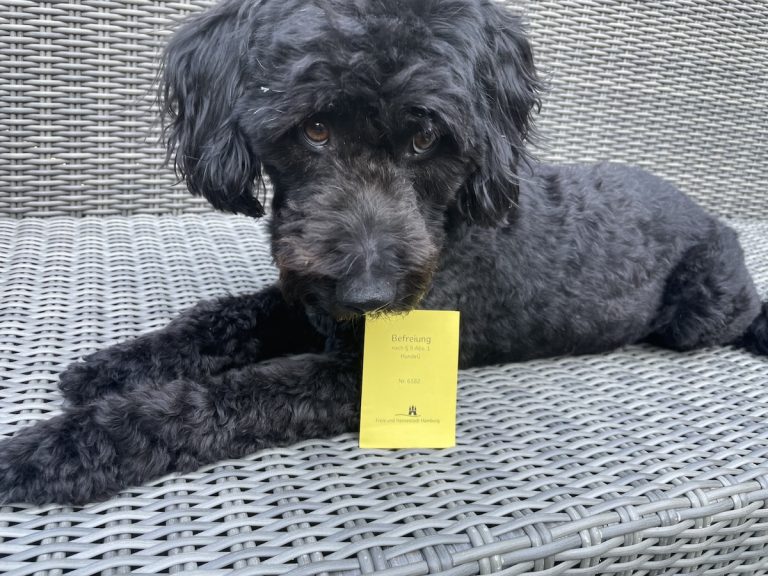 Gehorsamspruefung 768x576