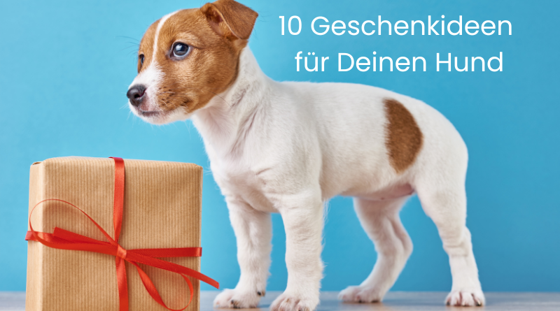 Geschenkideen für deinen Hund