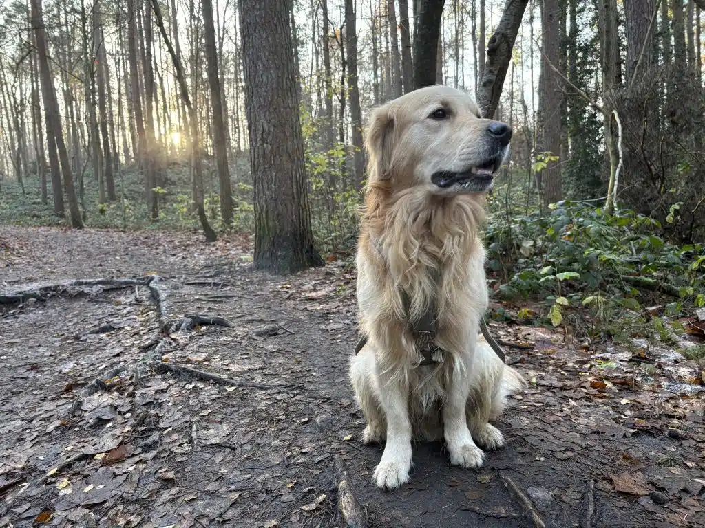 Hundewiese Heimfelder Holz