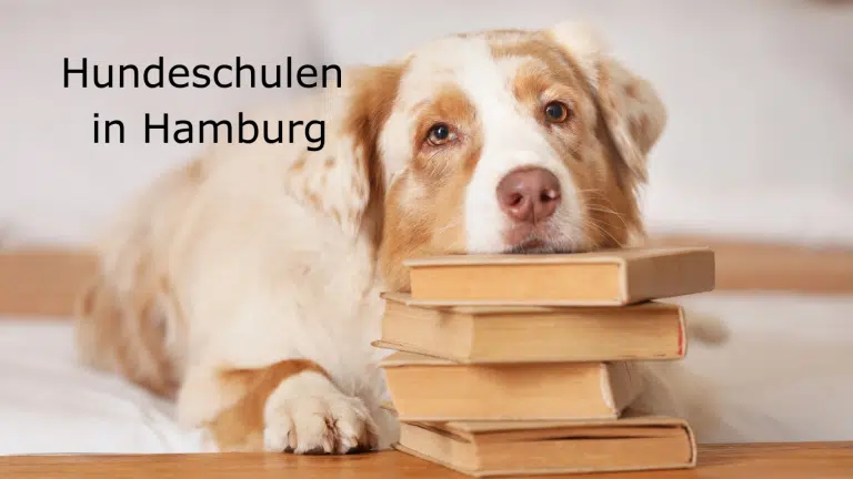 Hundeschulen