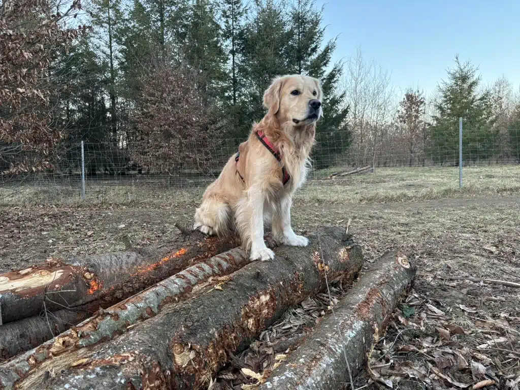 Hundewald Bockhorn (Hund auf Baumstamm)
