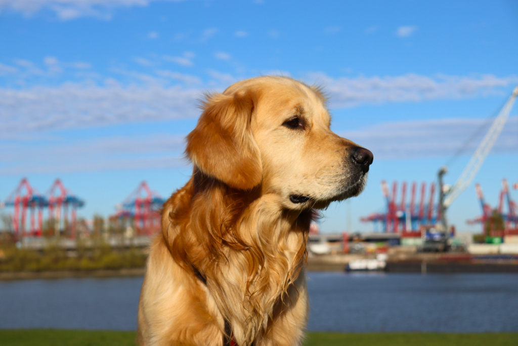 Kylo in Finkenwerder