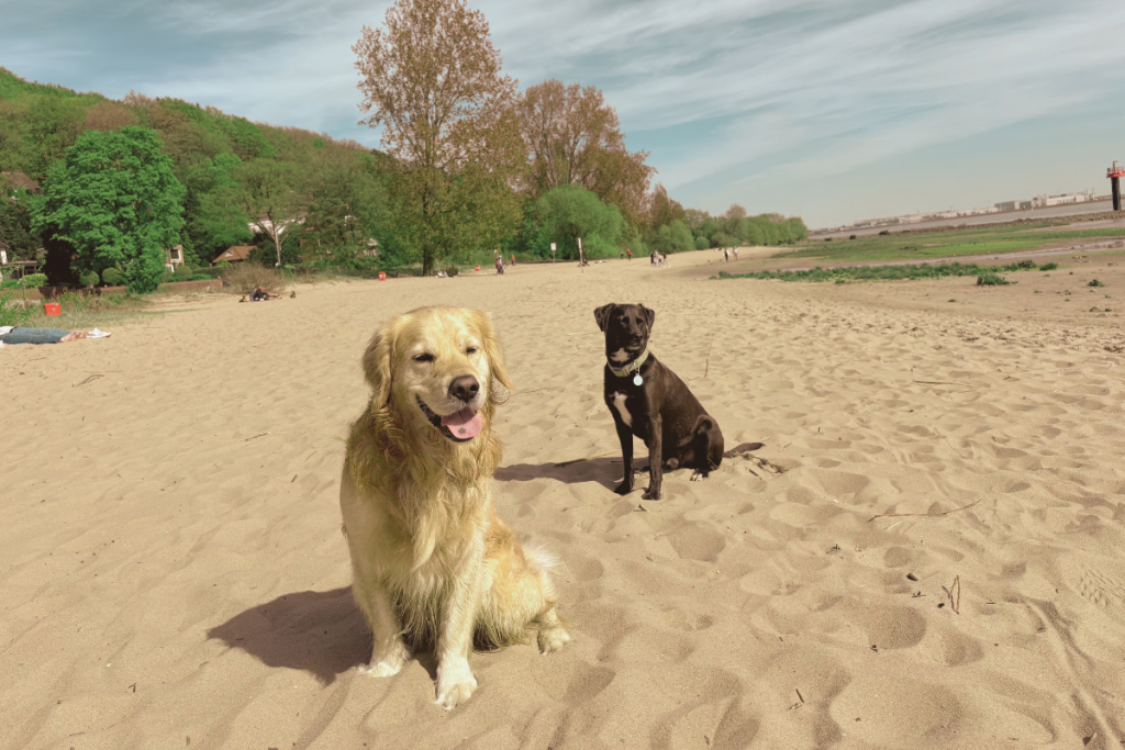 Hunde am Falkensteiner Ufer