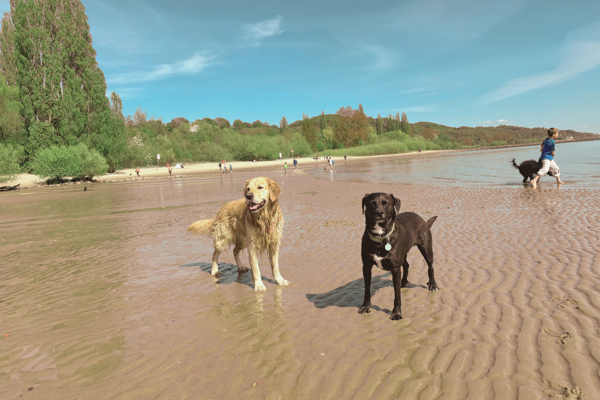Falkensteiner Ufer: DER Hundestrand in Hamburg