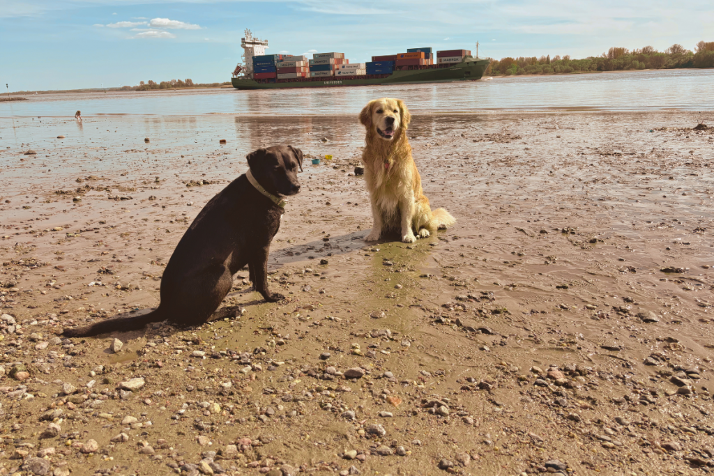Hunde am Falkensteiner Ufer-3