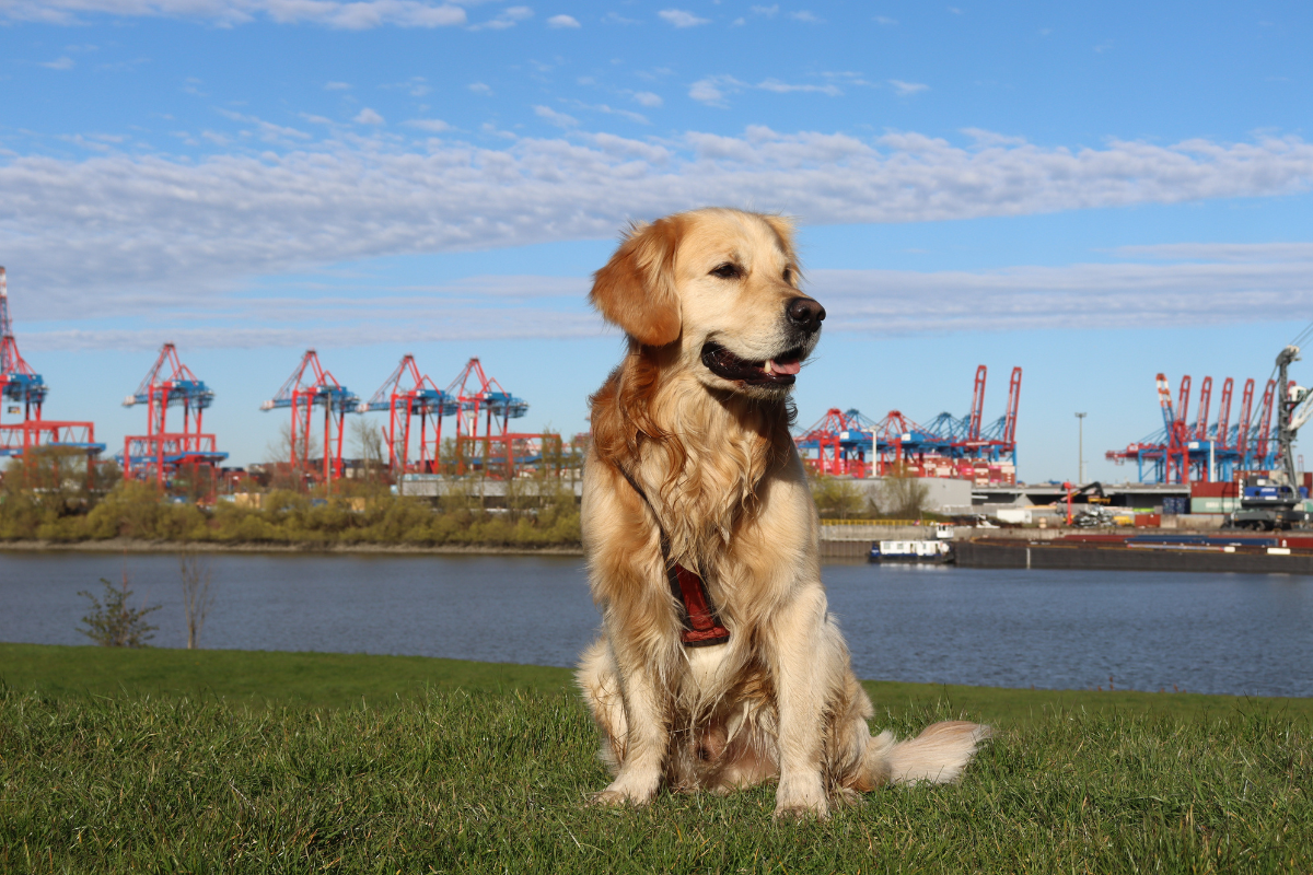 Finkenwerder mit Hund: entspannter Ausflug am Wasser in Hamburg