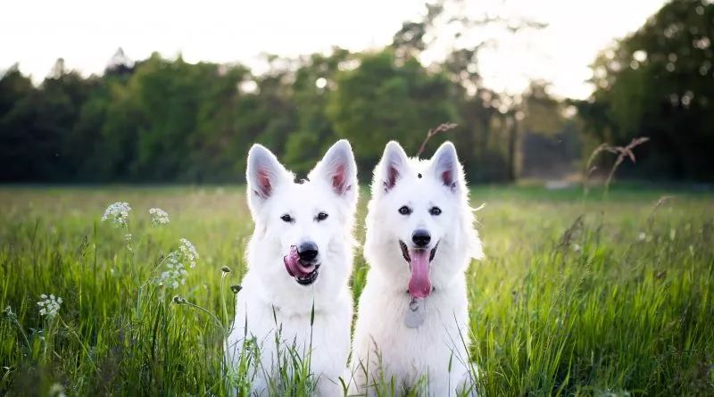 Zwei weiße Hunde im Gras, hoffentlich nicht mit der Braunen Hundezecke befallen