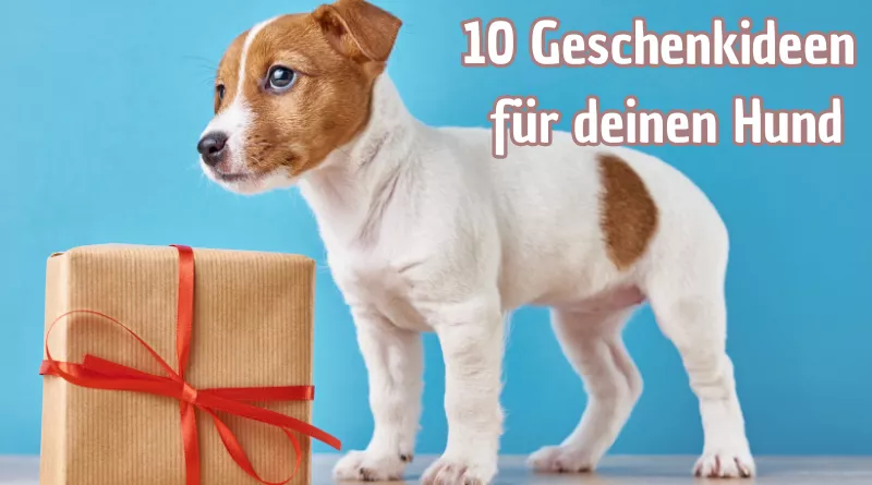 10 geschenkideen für deinen Hund