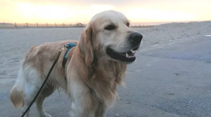Hund am Strand in Warnemünde